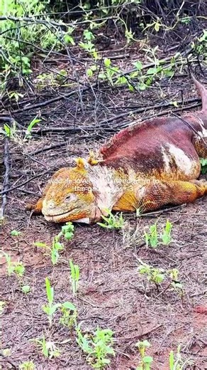 The Galápagos Islands are for animal lovers 🫶🏻🐢🦭