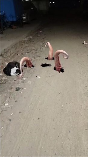 wolf howling saund #wolf #trending #wildlife #horror