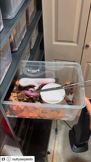 Feeding Baby Ball Pythons for the First Time #ballpython #piebald #snake #reptile #pythonclutch