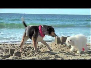 Subaru Commerical - The Beach