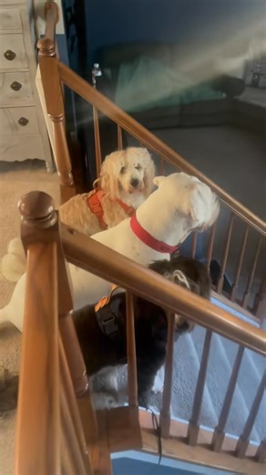 7K views · 20 reactions | Kool kids don't bark at the school kids! | Best Buddy Dog Trainer, LLC | Facebook