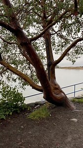 Vancouver BC 🇨🇦 arbutus tree and friendly crow ☔️ Sunday 14 Dec 2025 | Pacificnorthwestkate