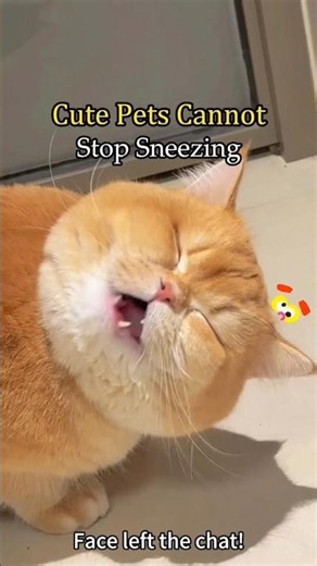 Funny animals sneezing #funny #sneeze #animals