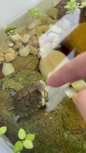 It's quick to eat, aquatic fish aquariumfish turtle turtle | Betta Fish