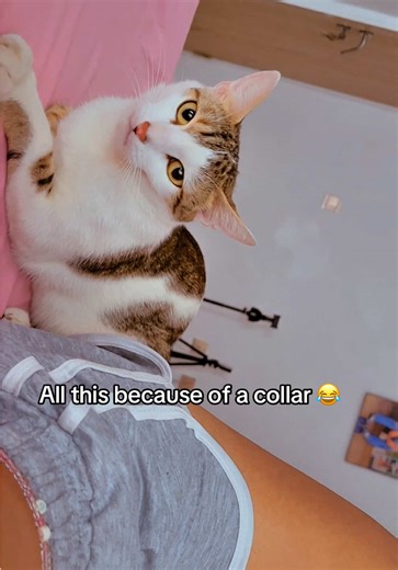 Why Cats React This Way to Collars