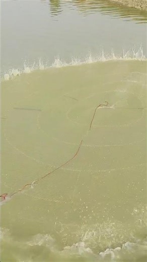 Perfect Cast Net Throw! Pond Fishing Success