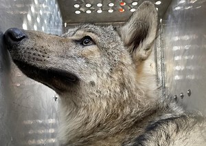Trois loups ont fait la route de la Lozère jusqu'aux Pyrénées