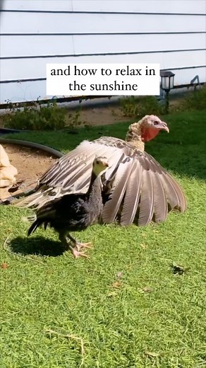 It's Baby Stella's first time outside! Mama Brave is always nearby to show her how to safely explore. | The Gentle Barn