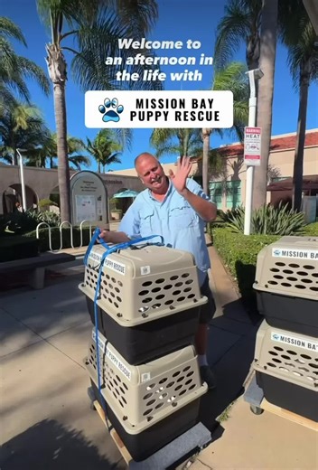 Spend an afternoon with Mission Bay Puppy Rescue ! #Puppies #Dogs #fypシ #Fyp #SanDiego
