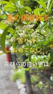 夏の鎌倉散歩 香りのおもてなし #travel #kamakura #白い色は恋人の色 / ベッツィー & クリス #shorts #昭和歌謡