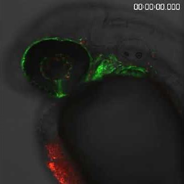 Blood circulation in a zebrafish embryo
