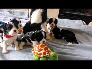 Cavalier tri color Puppies - 4 weeks old
