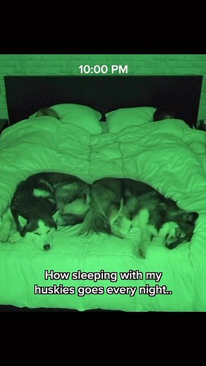 Kakoa & Sky on Instagram: "Kakoa’s morning stretches gets me every time.. 🥹 #bedhog #husky #huskies #dog #dogs"