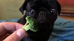 Pug Sees Broccoli For The Very First Time. His Reaction? I Can't Stop Laughing!