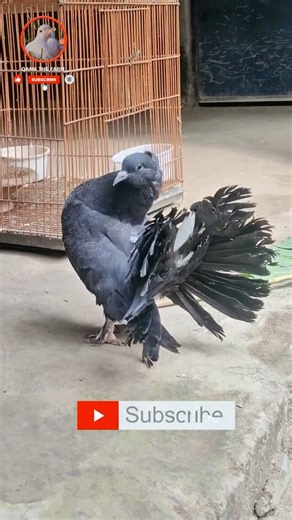 My fancy pigeon growing time #pigeon #kabutar