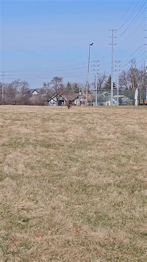 21K views · 2.8K reactions | Always Physically stimulate your dog before you mentally stimulate your dog. #mikelalicich #BuddyandMikesPal | Mike W Lalicich | Facebook