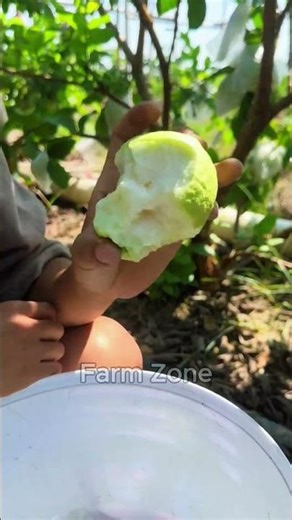 #shorts #ytshorts #farming #agriculture #farmzone