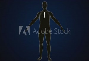 male human skeleton, ribs, gallbladder, skull and spine anatomy. 3d illustration