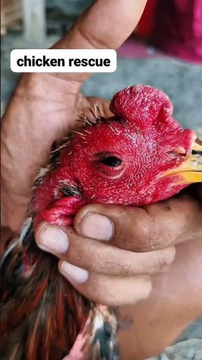 Chicken rescue 🐓 #animalcare #roosterfarm #chicken #aseelroster #birds #viralvideo #viralshort #2026