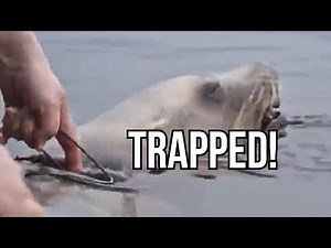TRAPPED! Most Heartwarming Animal Rescues ❤️ (Wildlife Rescue Compilation)