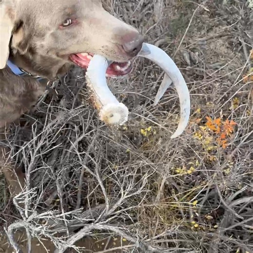 He gets better every trip out. | Clay Allen