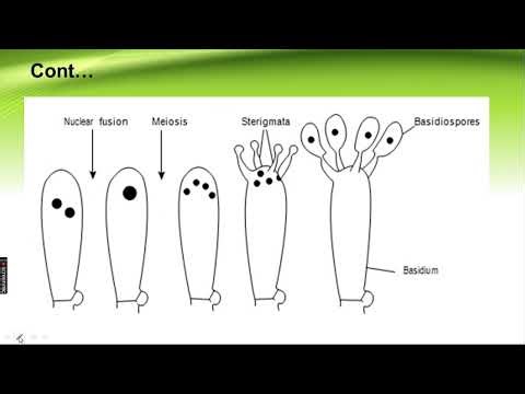 Basidiomycota 2