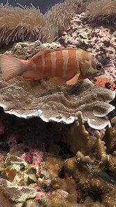 Red-banded Grouper (EPINEPHELUS FASCIATUS) | Ocean Reality Channel