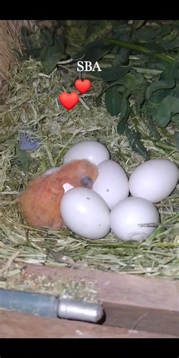 Best breeding progress | SB Aviary Birds