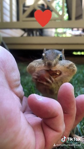 Baby Dinky the chipmunk#fyp #summer #nature #cute #animals #chipmunks