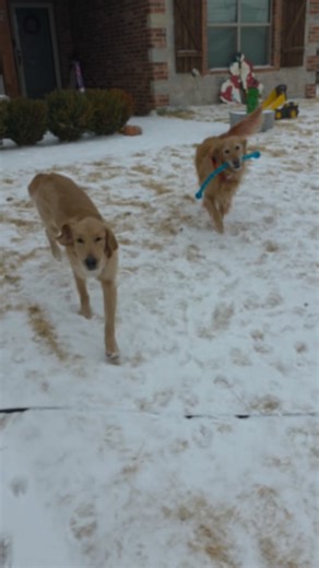 Watching therapy dogs in the snow feels like a dream sequence: everything is quieter, slower, and somehow emotionally healing. | Lubbock ISD Muttley Crew