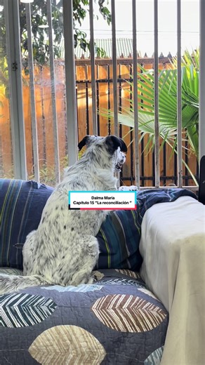 Capítulo 15 de tu mini serie favorita 🫢#perros #humor #cagadas #perroslocos #dalmamaria