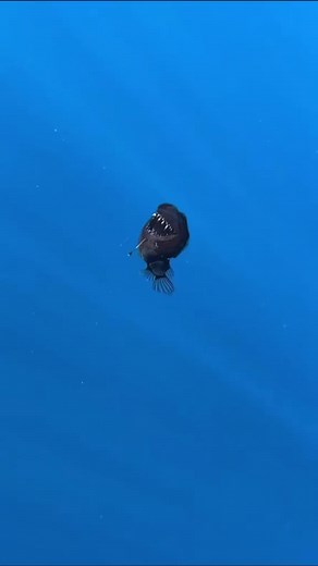 First Adult Abyssal Anglerfish Spotted Swimming Up