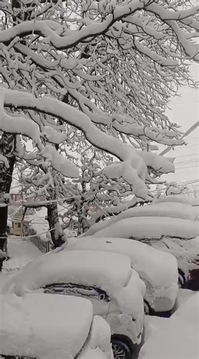 Shimla welcomes the season’s first heavy snowfall. Winter vibes at their best! ❄️🏔️ | Shimla Xpress