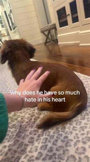 The Most Spoiled But Angry Miniature Dachshund