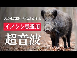 イノシシよけ超音波。イノシシが嫌がる音で人の生活圏への接近を抑止。手軽な獣害対策