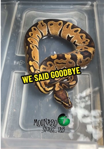 We said goodbye. #molinarosnakelab #babysnakes #ballpythonbreeder #snakebreeder #fyp