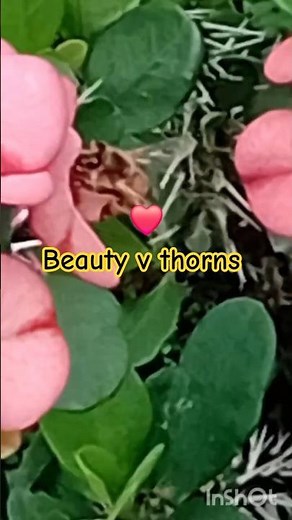 The Hidden Genius of Nature: Bees, Thorns, and Balance