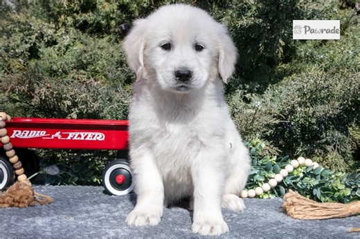 Lucy - English Golden Retriever Puppy 414974