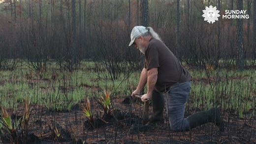 Every spring, Sopchoppy, Florida becomes the unofficial capital of worm grunting — a quirky tradition where locals coax earthworms to the surface by vibrating the ground. The worms, mostly used as fishing bait, are prized by anglers. Worm grunting helps collect them quickly and in large numbers. More, Sunday. | CBS Sunday Morning
