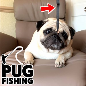 Pug Fishing 🎣 | Puggy Smalls