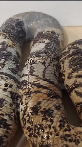 Crystal Snake Carving - Etsy Canada