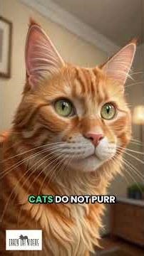 3 Vet-Approved Tricks That Changed My Cat's Behavior in One Weekend