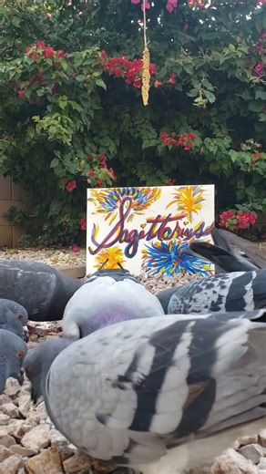 "CULT OF COLUMBIDAE" 🐦🐦🐦🐦🐦🐦🐦🐦🐦#columbidae #pigeon #livingcolor #music #sagittariusseason