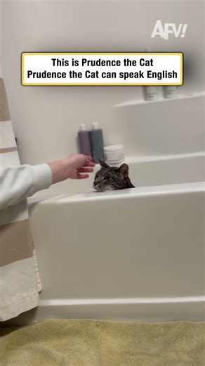 This Prudence the Cat. Prudence the Cat can speak English.