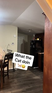 $LOUISIANA MICHAEL MYERS$ @mknight2011 @Carnell Nichols what the cat doin🤣 #texas #michaelmyers #wipemedown #foryoupage #fyp
