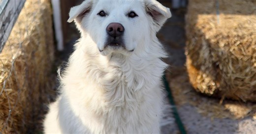 Le Kuvasz : le chien de garde par excellence