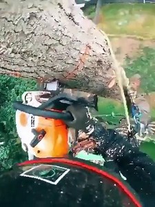 Great skill of cutting tree by this skillful man ! #sk | Bella Enchanted Studios