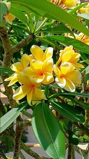 Beautiful Flowers Plumeria 🌼 Florida, USA 🗽 #flower #flowers #plumeria #plumeriaflower