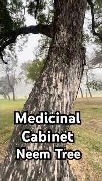 Neem tree - #garden #treespecies #nature #deciduous