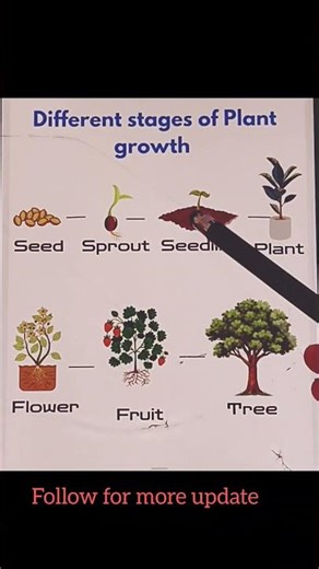 learn different stages of Plant growth